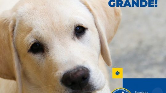 ! Il Canendario 2021 del Servizio Cani Guida dei Lions
