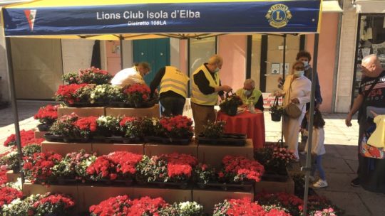 l Lions Club Isola d’ Elba in piazza per l’azalea della ricerca