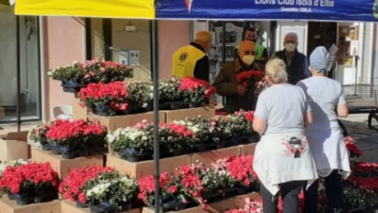 Domenica 14 maggio l’azalea della ricerca a favore di AIRC