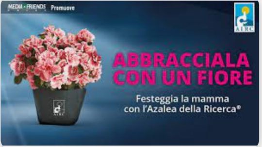 L’azalea della ricerca a favore dell’AIRC, domenica 14 maggio a Portoferraio in Piazza Cavour a cura del Lions Club Isola d’Elba