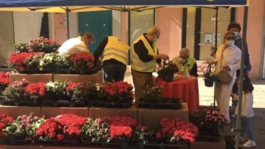 L’azalea della ricerca con i Lions in piazza per solidarietà