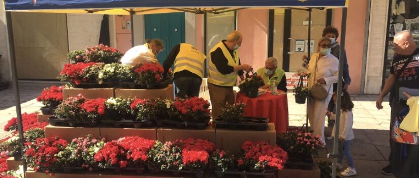 L’azalea della ricerca con i Lions in piazza per solidarietà